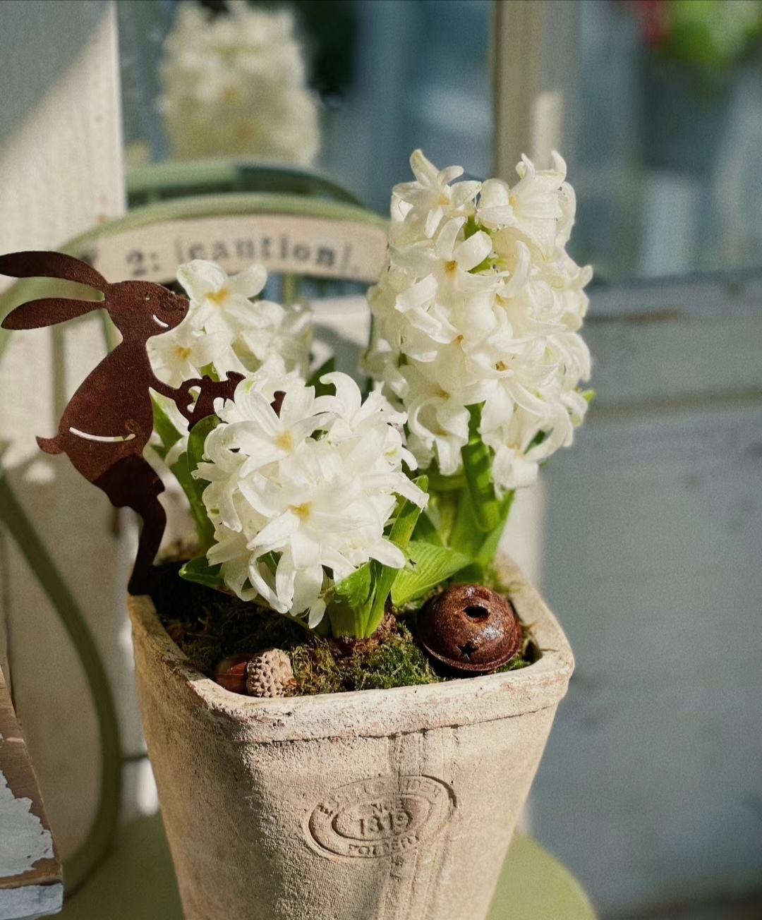 50pcs Hyacinth Seeds Mix Colors