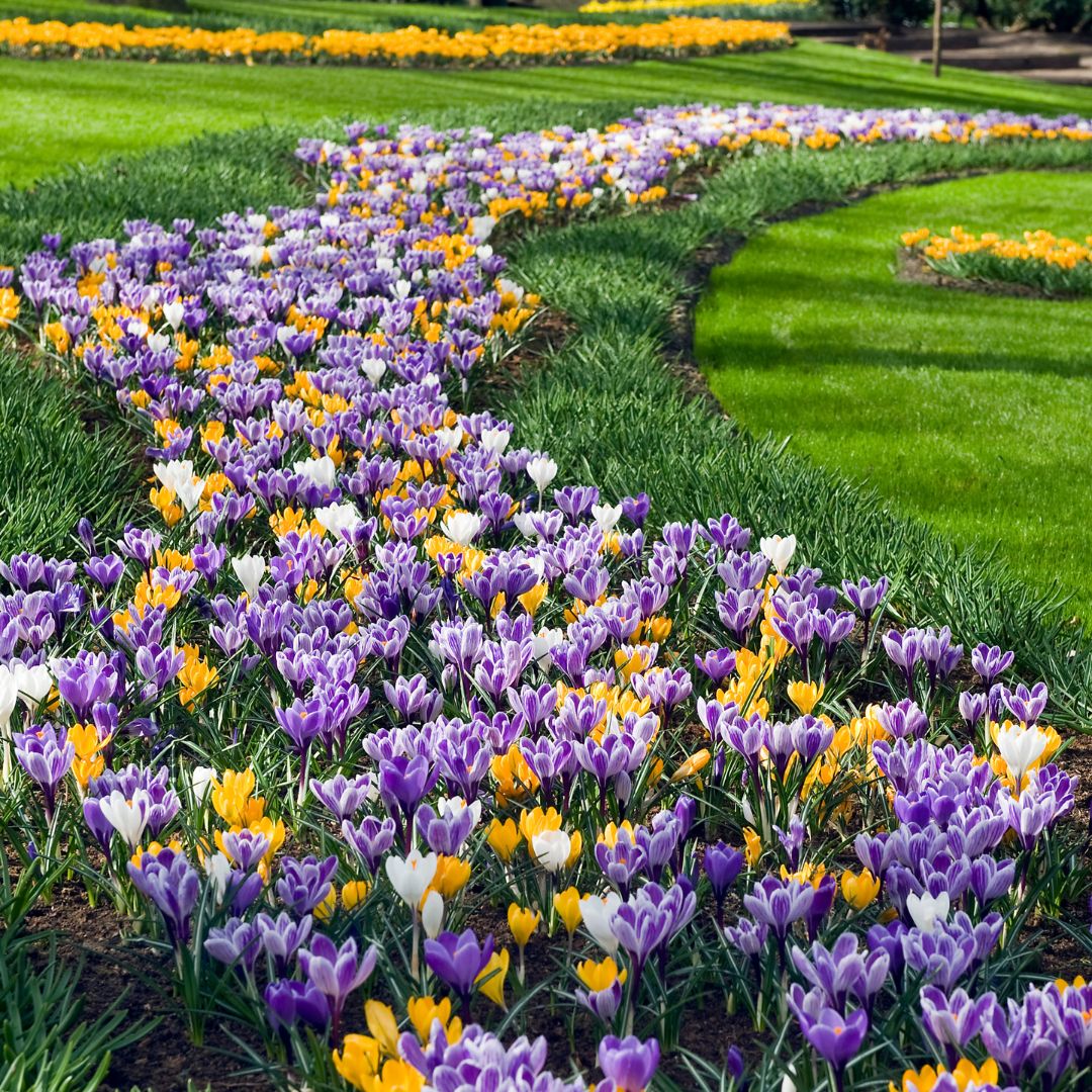Crocus | Large Flowering Mix - Mesh Bag | Fall Planting Bulb – Wildwood Outdoor Living
