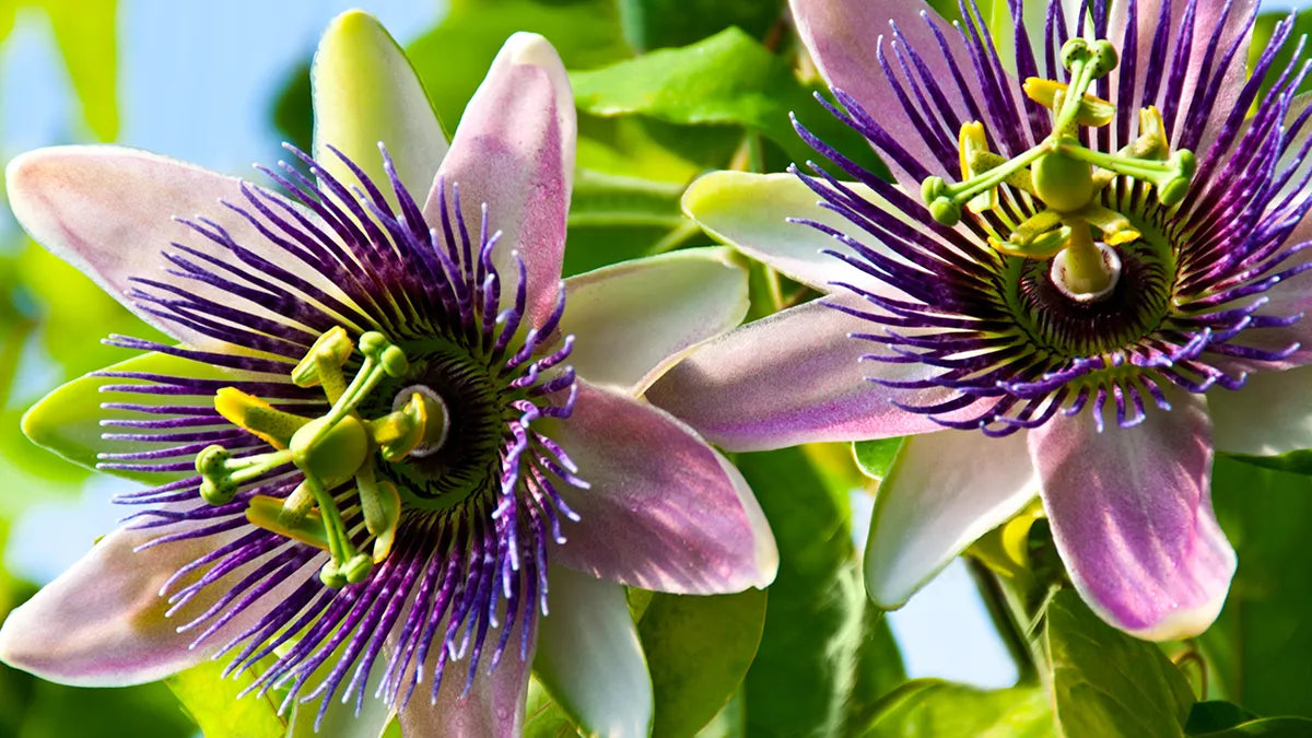 Discover the power of Passionflower (Passiflora Incarnata) to help red &ndash;  Caruso's Natural Health
