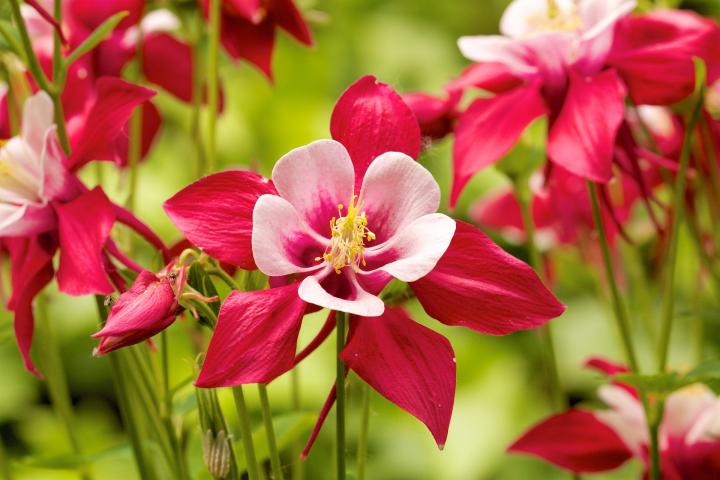 Columbine Flowers: Planting, Growing, and Caring for Columbines