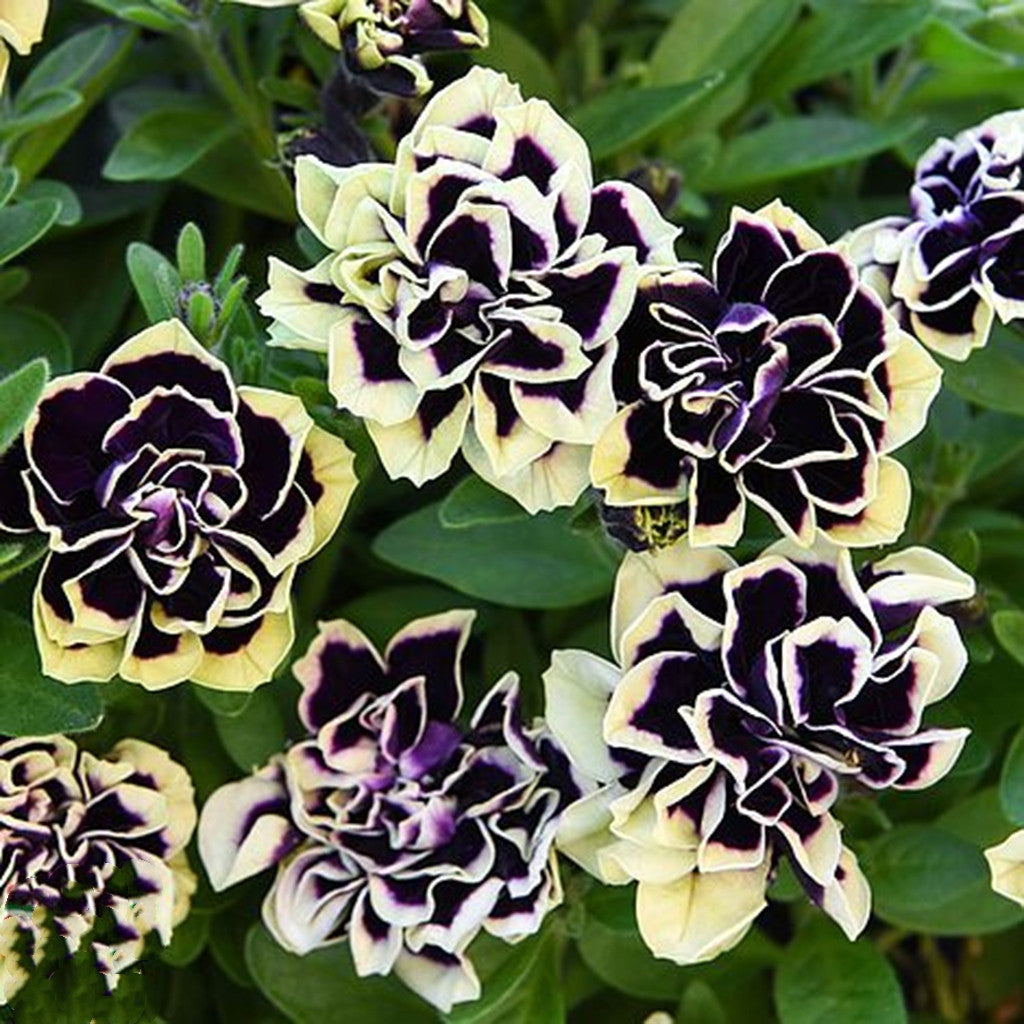 Double Petunia Morning Glory Flower Seeds