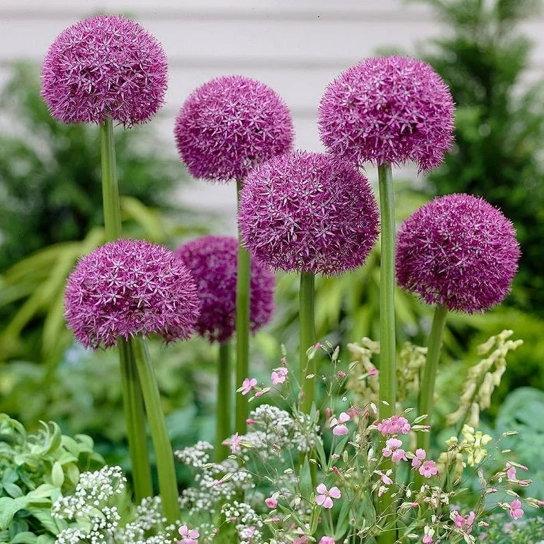 Giant Allium Giganteum Seeds