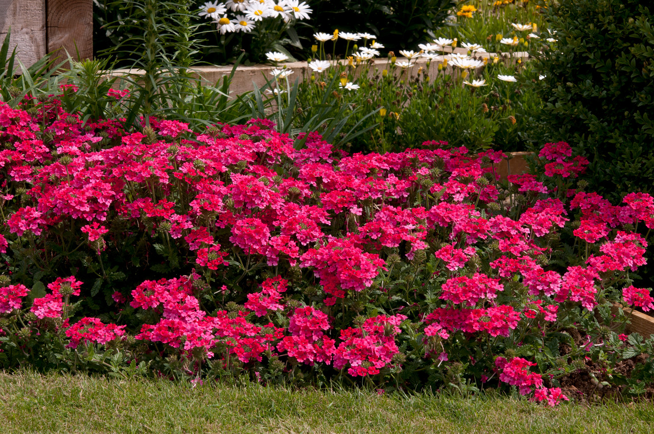 Buy Verbena Endurascape Hot Pink Plants | J Parker's