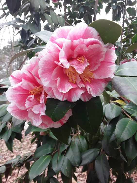 100 Pcs Red Striped Camellia Seeds💝53% OFF🎉