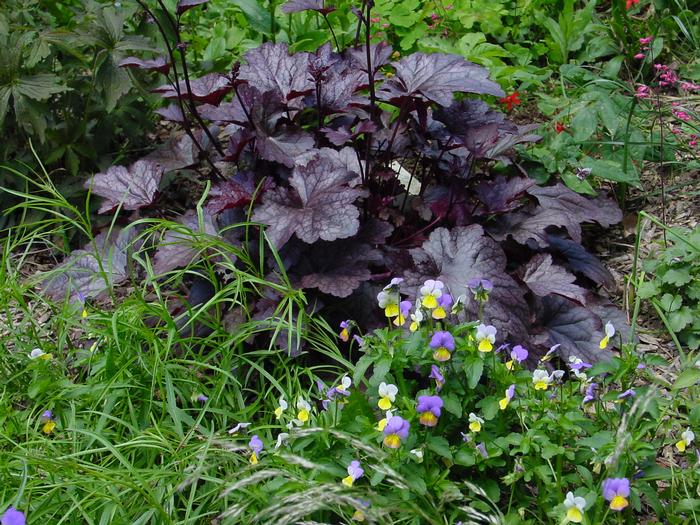 Heuchera x 'Plum Pudding' (Coral Bells) &ndash; Perennial Farm Marketplace