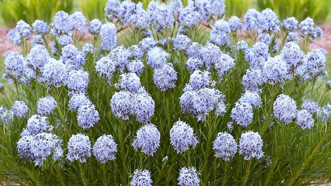 Planting String Theory Amsonia by Proven Winners