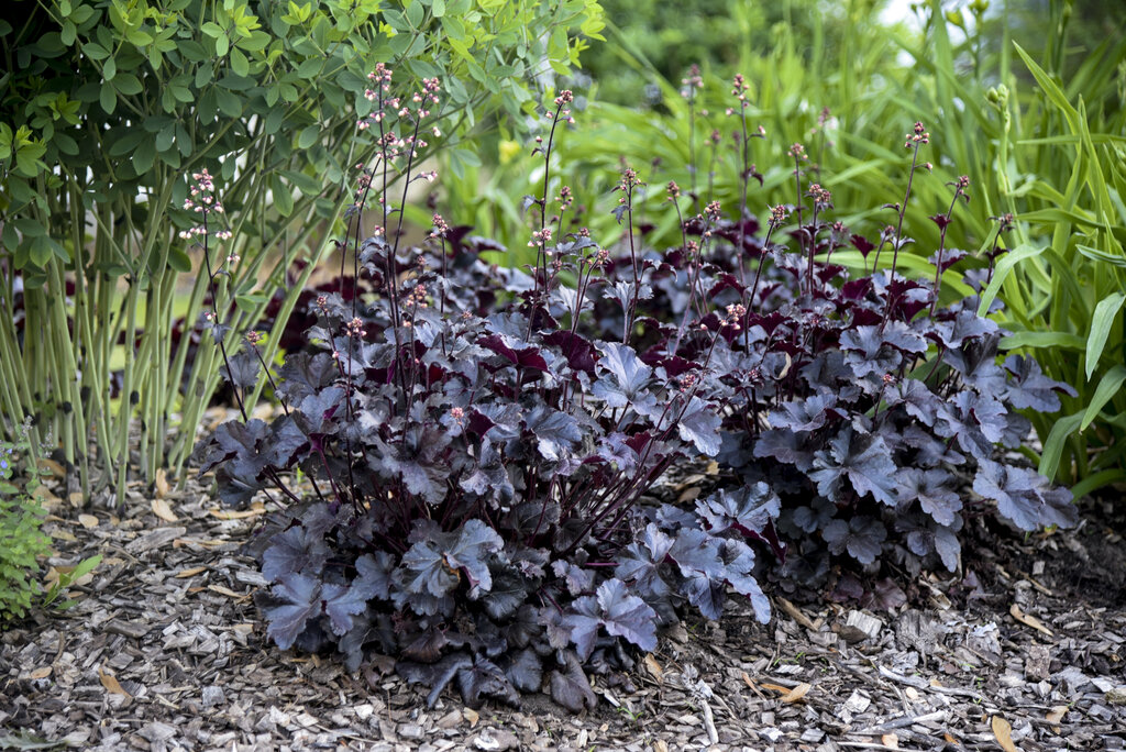 Primo&reg; 'Black Pearl' - Coral Bells - Heuchera hybrid | Proven Winners