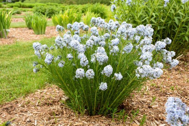 Amsonia 'String Theory' PPAF | Wholesale Nursery Supplies & Plant growers  in Oregon | Nursery Guide