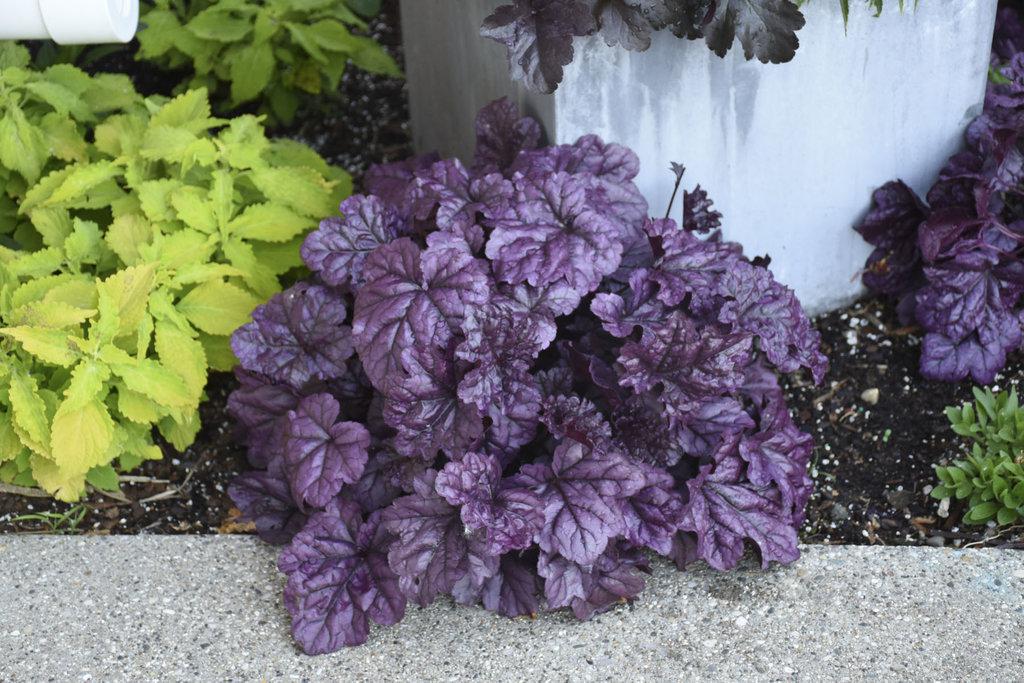 Dolce&reg; 'Wildberry' Heuchera &ndash; Creekside Nursery, Inc
