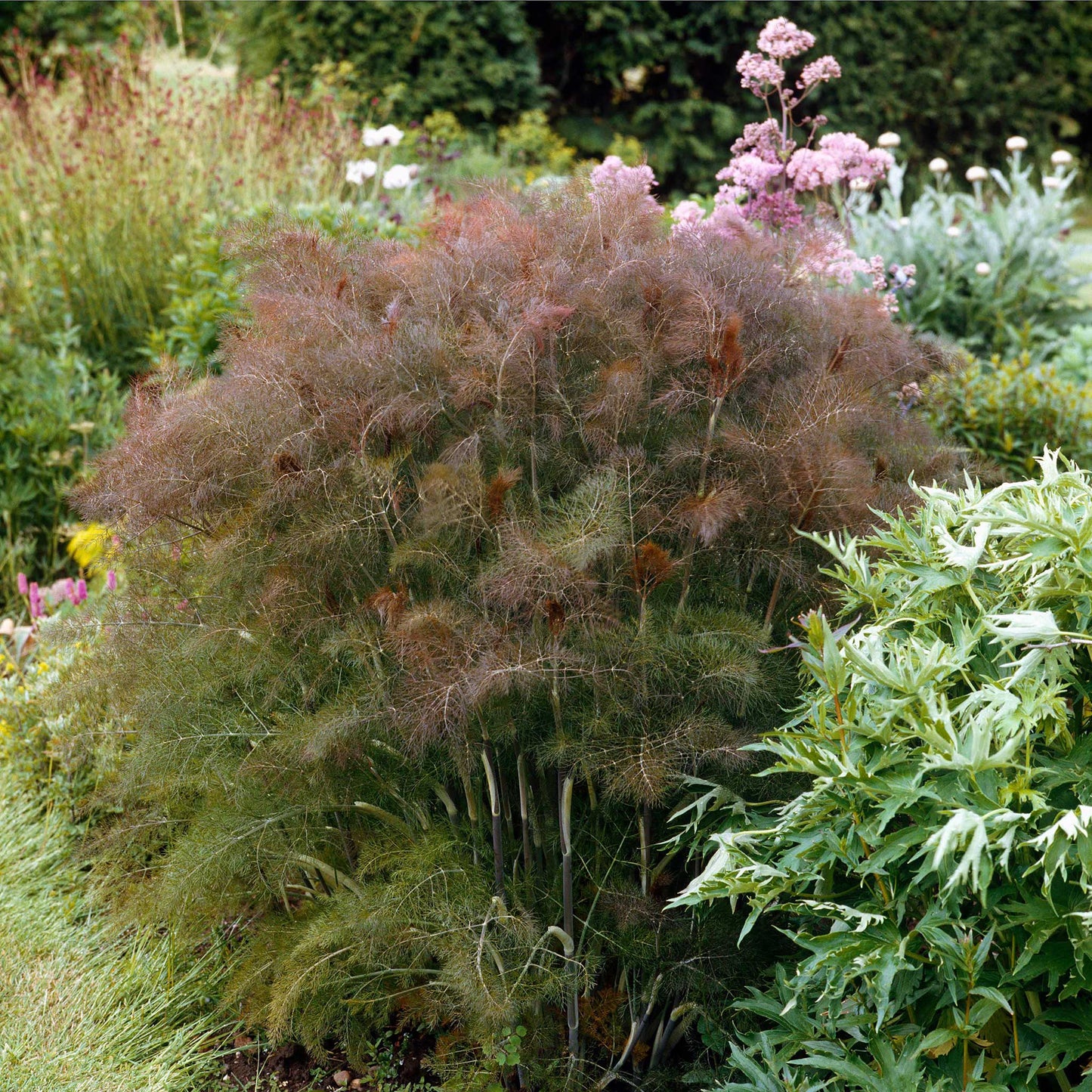 🌿Bronze Fennel Seeds – Elegant Foliage for Your Garden