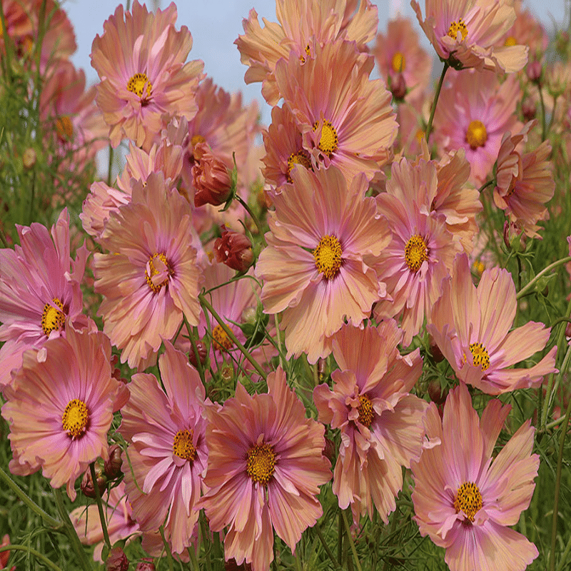 Apricotta' Cosmos Seeds