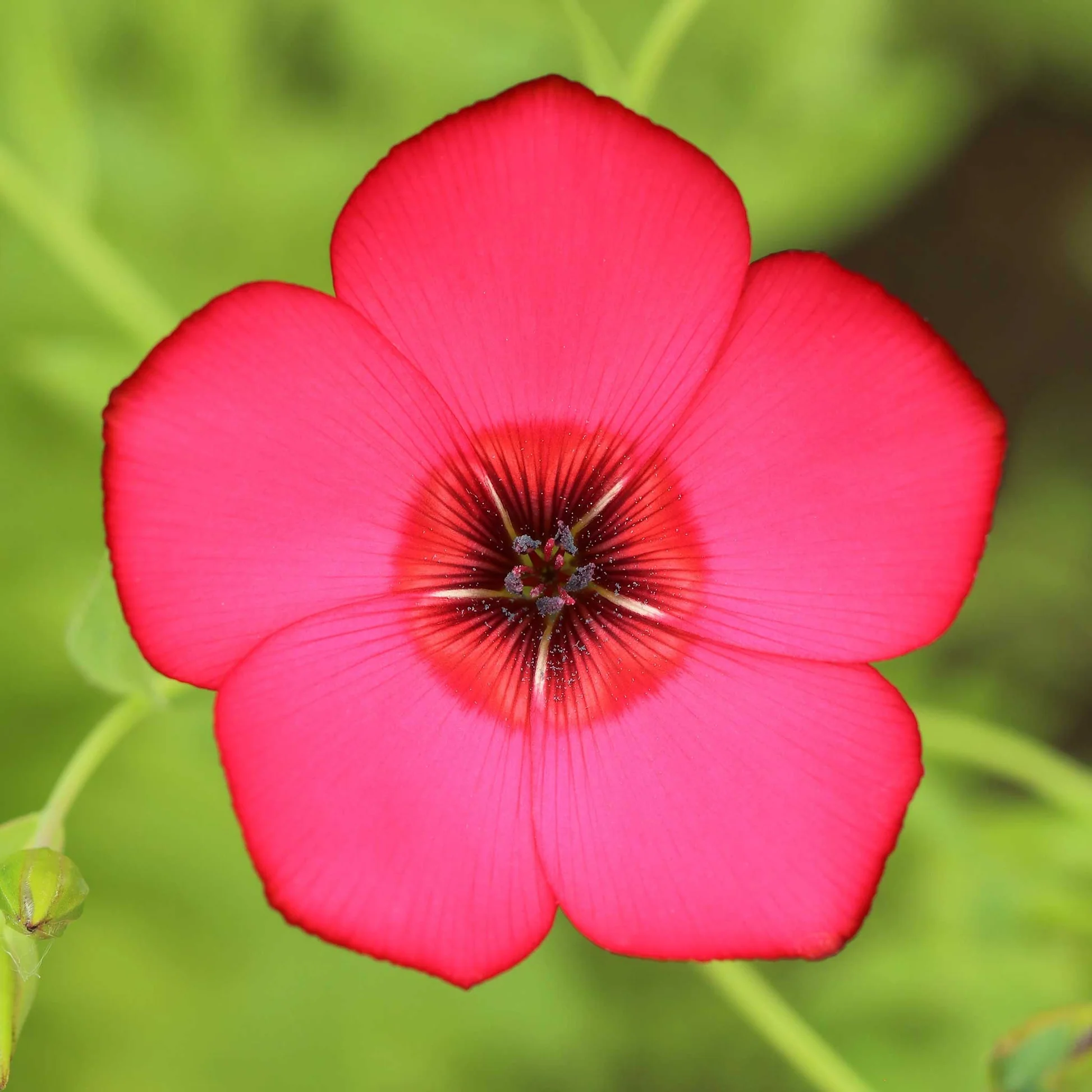 🌸 Scarlet Flax Seeds – Vibrant Blooms for Your Garden