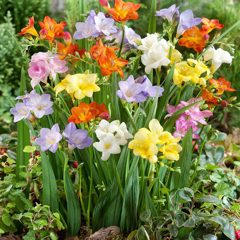 💐 Brighten Your Garden💖 Freesia Bulbs