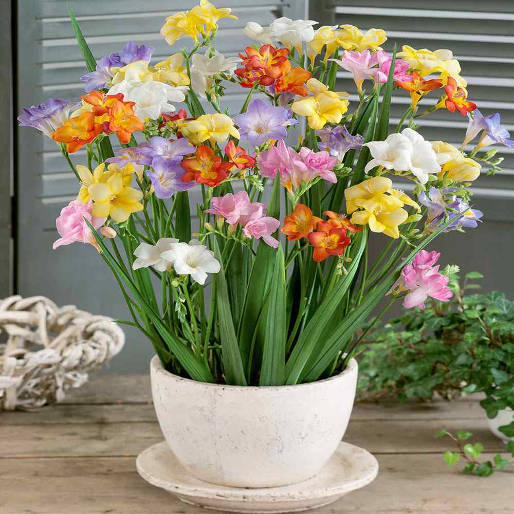 Freesia Seeds - Freesia Royal Mix Flower Seed