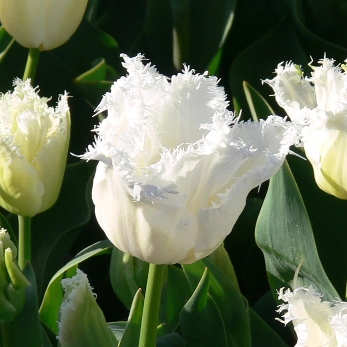White Fringed Tulip Seeds