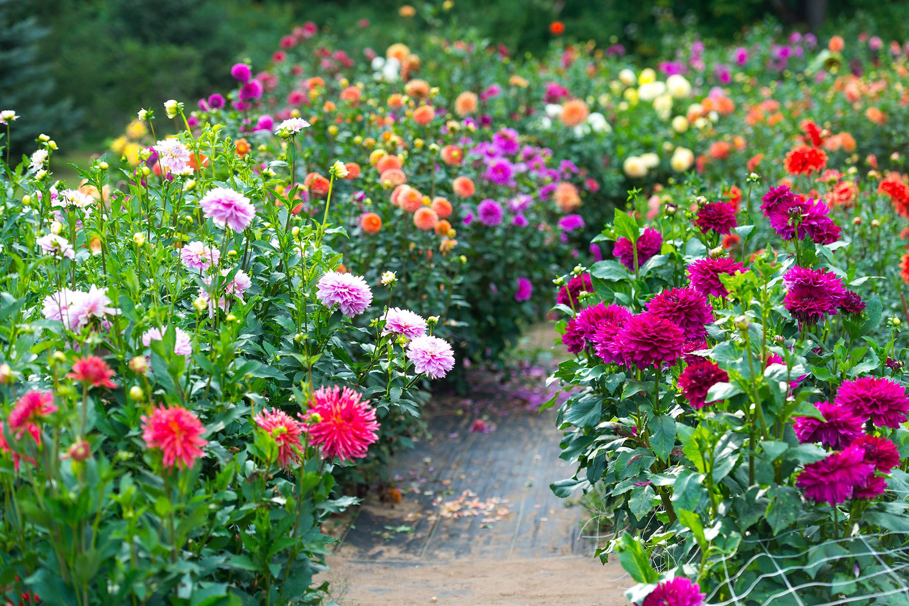 How to Plant and Grow Dahlias