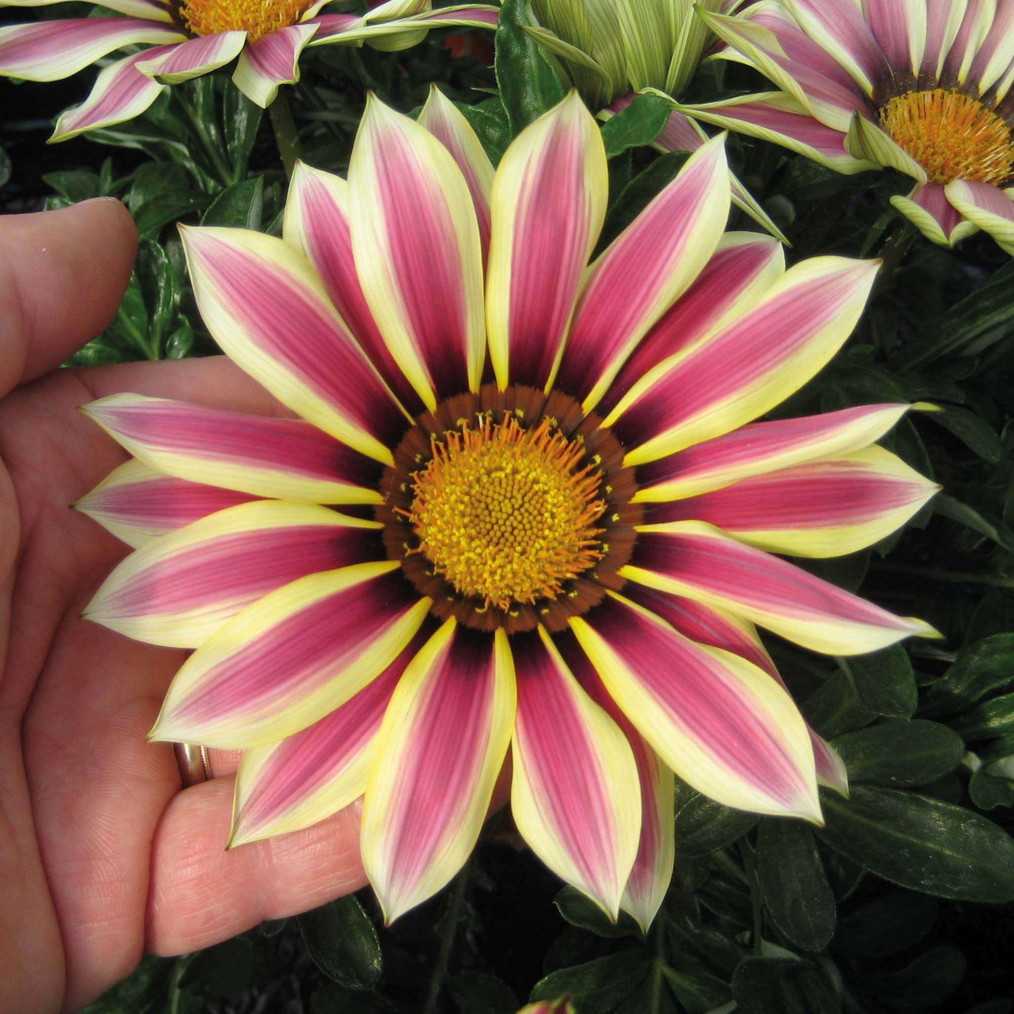 African Daisy Flowers - Gazania 50 Seeds