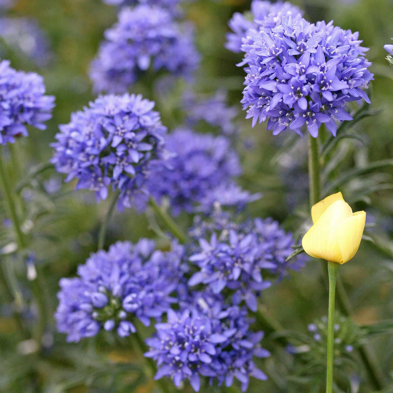 🔥2024 NEW💙💙Exclusive Blue Wildflower Seed Mix