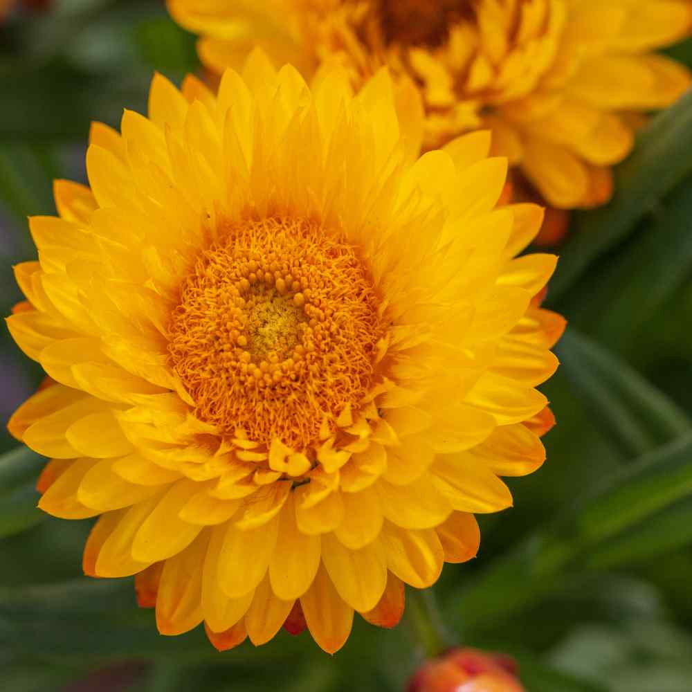 STRAWFLOWER SEEDS - GOLDEN YELLOW 50 SEEDS