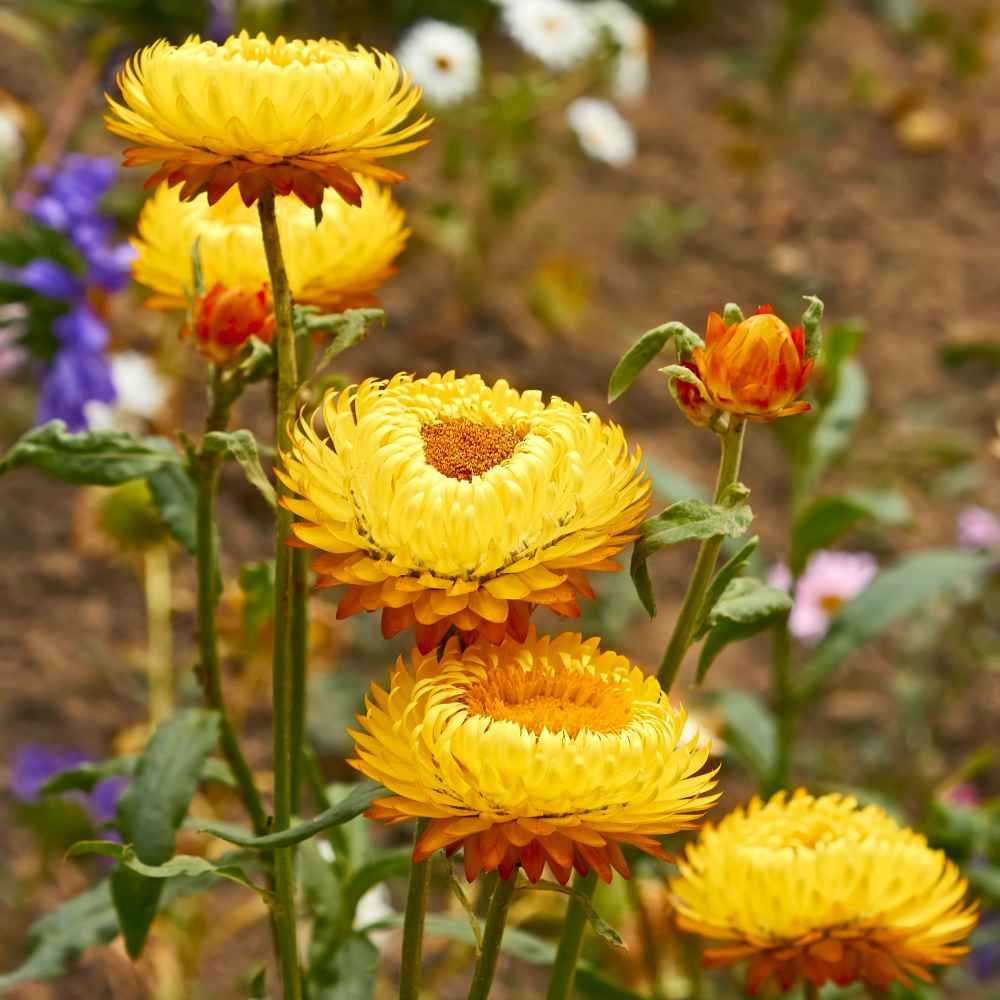 STRAWFLOWER SEEDS - GOLDEN YELLOW 50 SEEDS