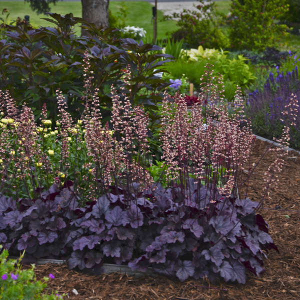 Grape Expectations Coral Bells Seeds – Rich Purple Foliage