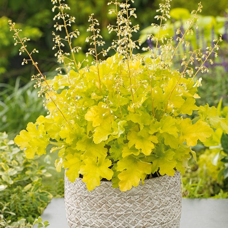 Lime Marmalade Coral Bells Seeds – Vibrant, Zesty Foliage for a Fresh Garden Look!