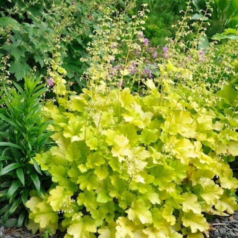 Lime Marmalade Coral Bells Seeds – Vibrant, Zesty Foliage for a Fresh Garden Look!