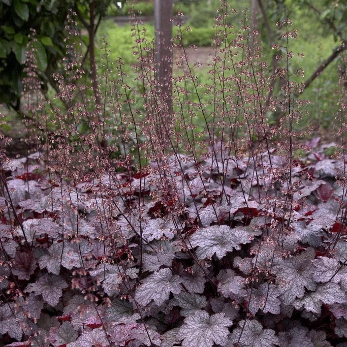 Plum Pudding Coral Bells Seeds – Rich, Purple Foliage for a Sophisticated Garden Look!