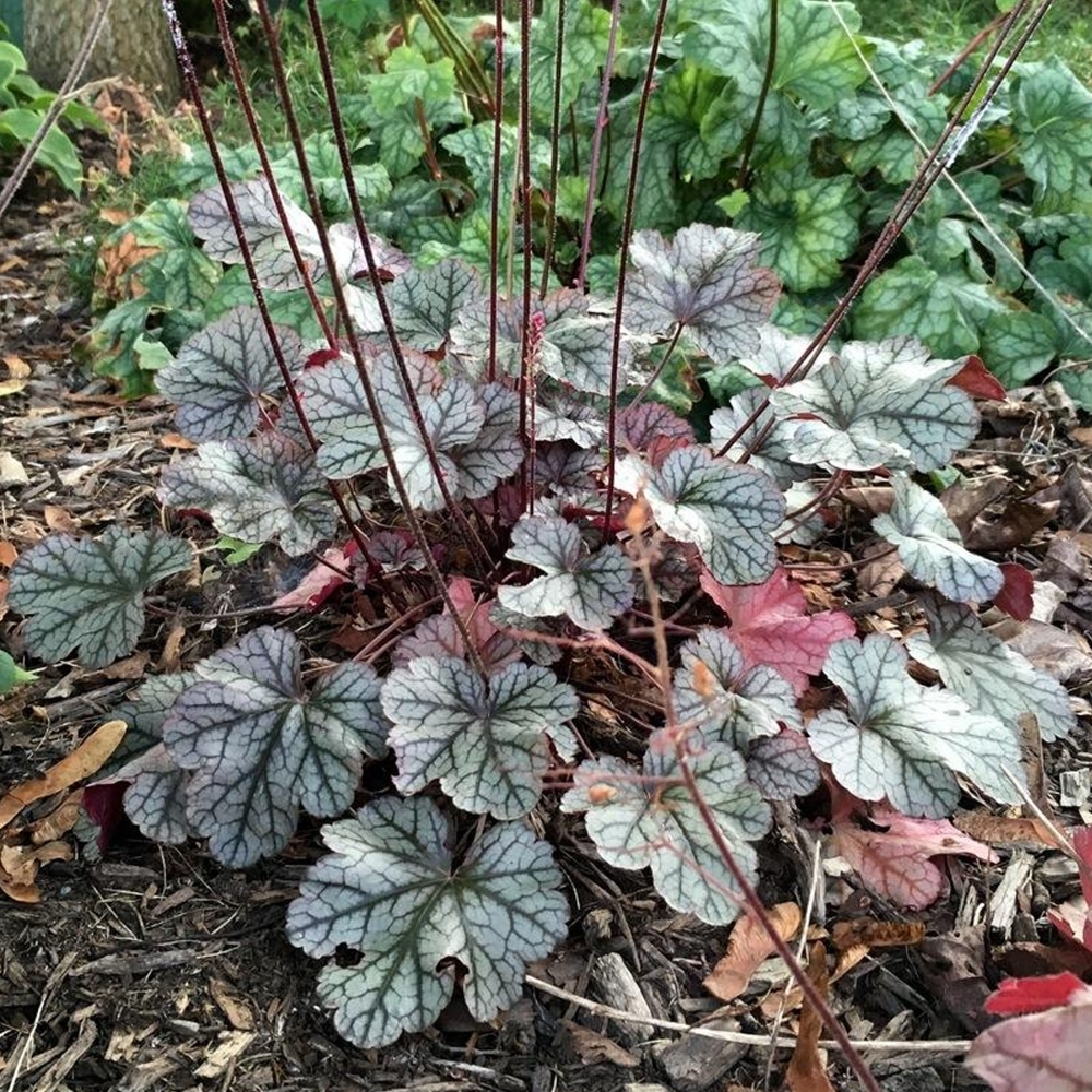 Silver Scrolls Coral Bells Seeds – Elegant Silver Foliage 