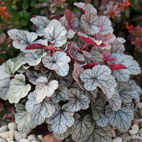 Silver Scrolls Coral Bells Seeds – Elegant Silver Foliage 
