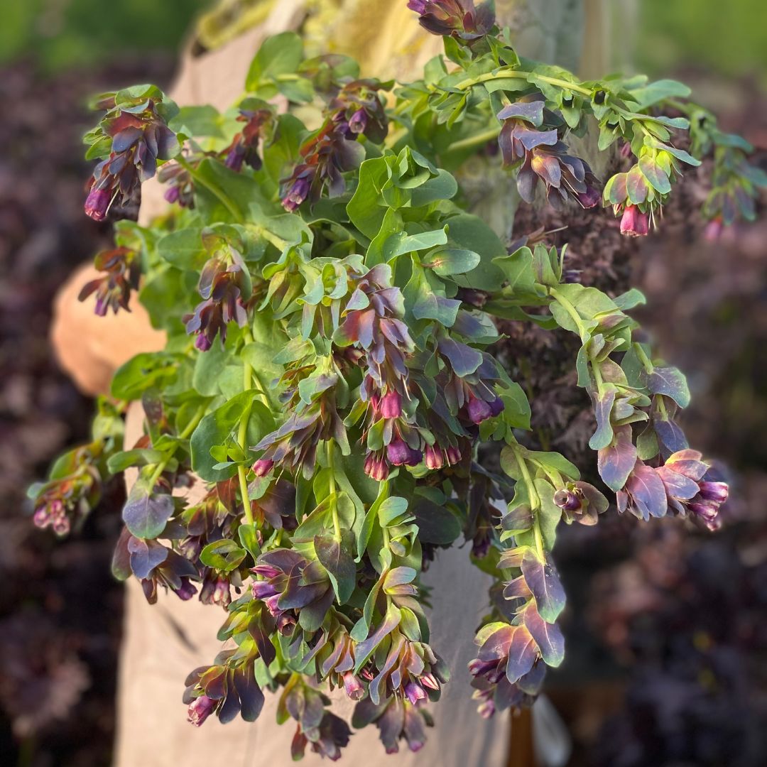 💙Honeywort Seeds – Vibrant Blooms and Pollinator-Friendly Beauty!