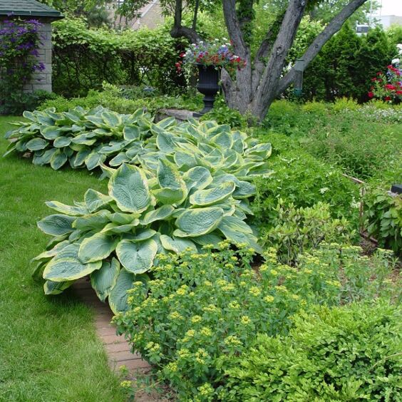  🌿Giant Hosta Seeds Collection: Embrace the Majesty of Oversized Foliag