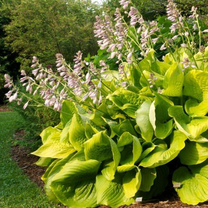  🌿Giant Hosta Seeds Collection: Embrace the Majesty of Oversized Foliag