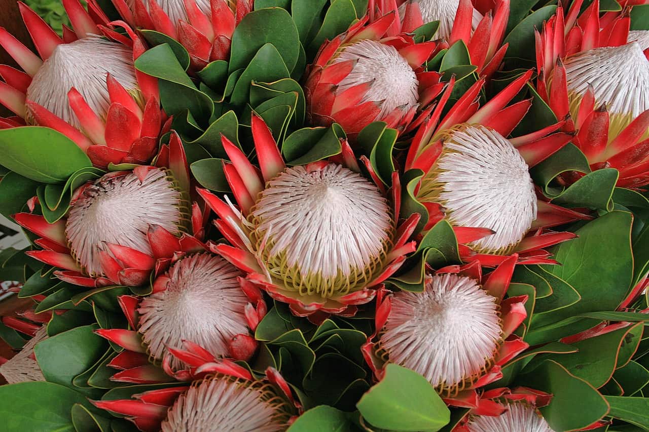 How To Grow A Protea Plant | Lawn.com.au