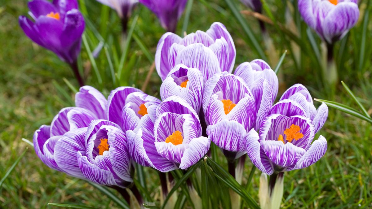 Crocus plant care and growing guide | Gardeningetc