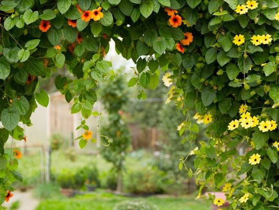 Black Eyed Susan Vine Mixed Color Seeds, Thunbergia Alata TH0220 - Etsy  Canada
