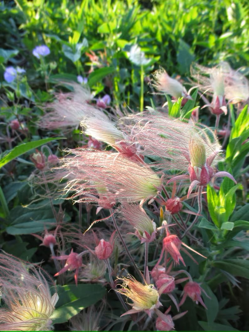 Three Flower Mallow, Prairie Smoke 50 Seeds