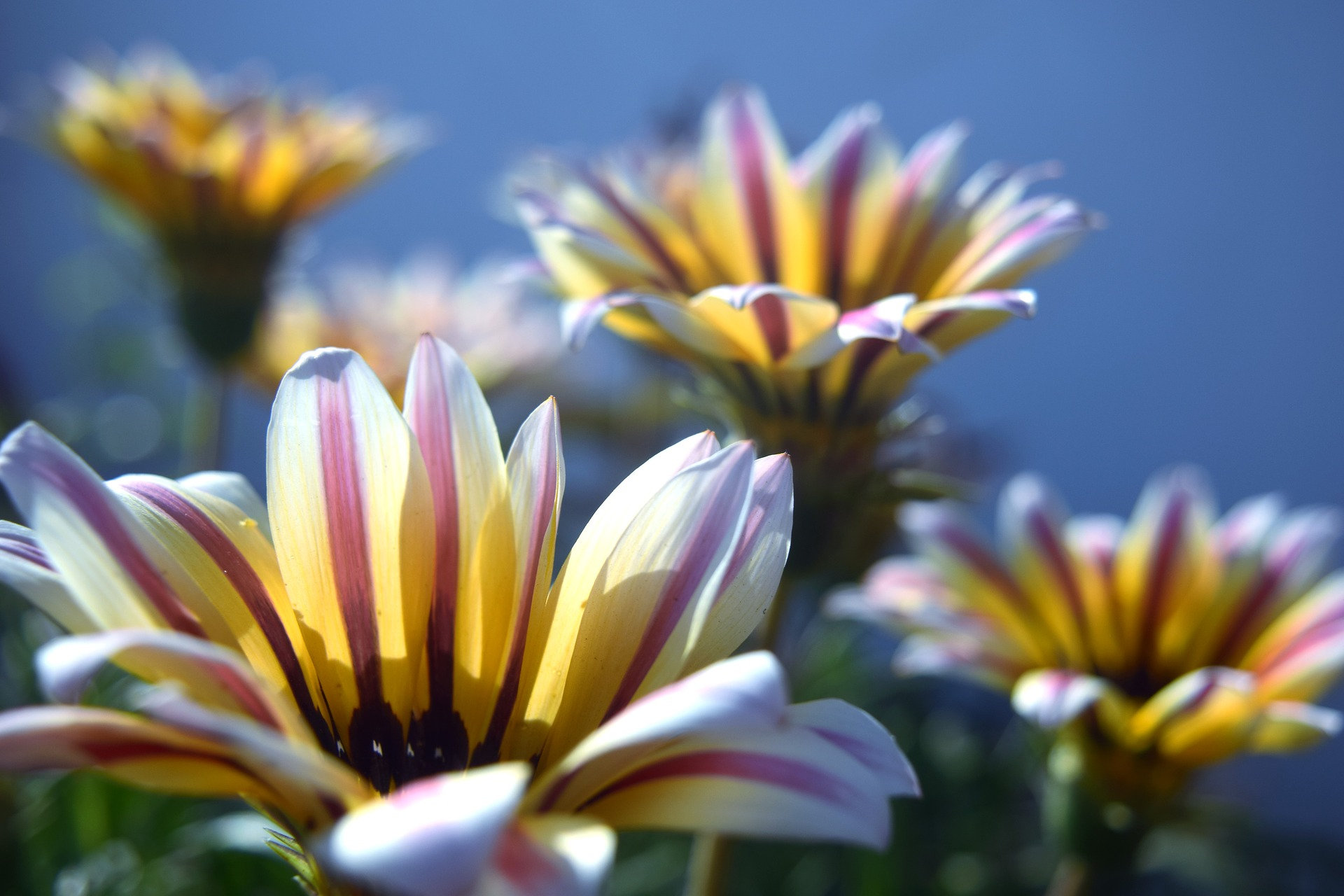 Sunshine Chrysanthemum Seeds