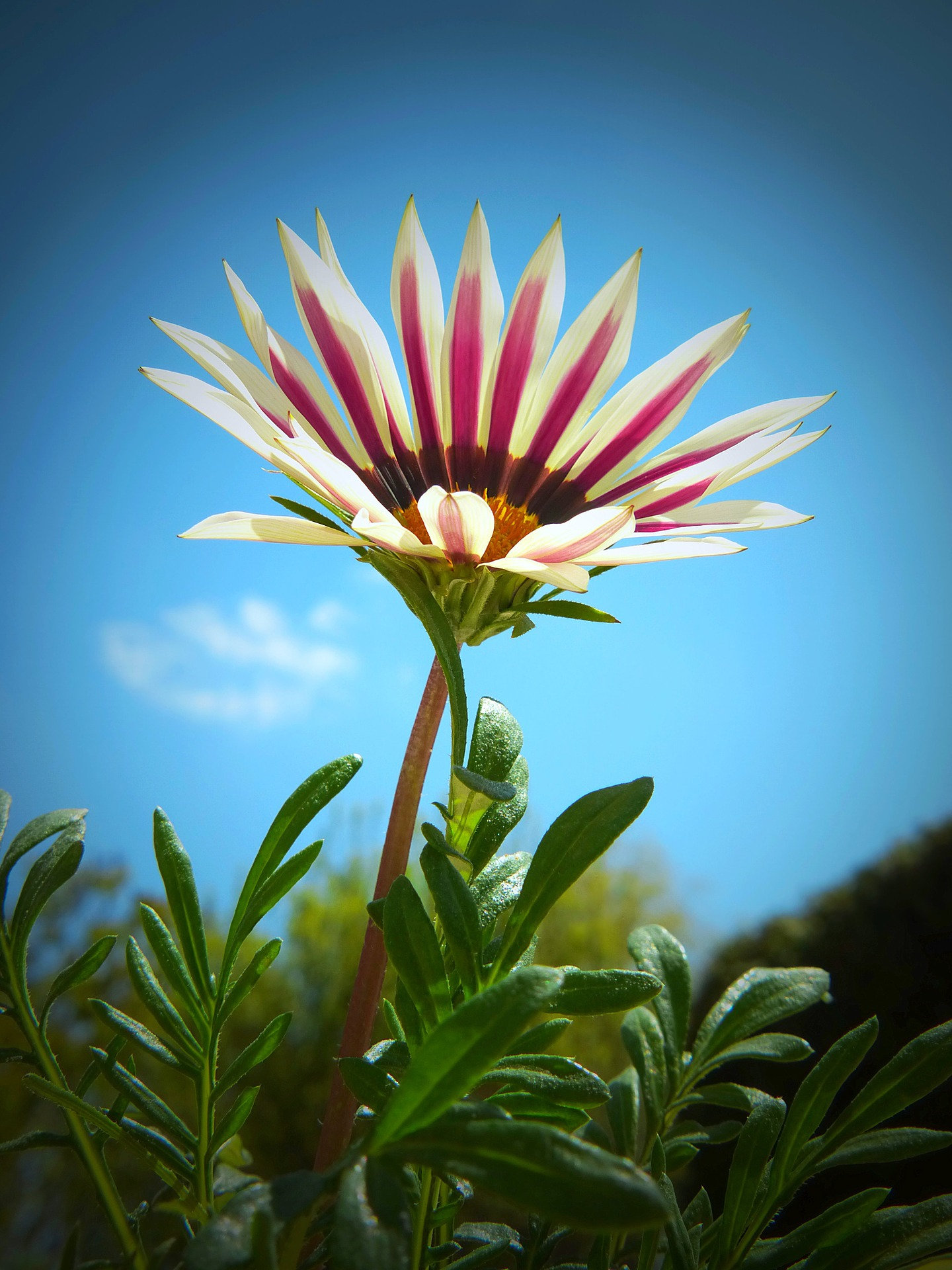 Sunshine Chrysanthemum Seeds