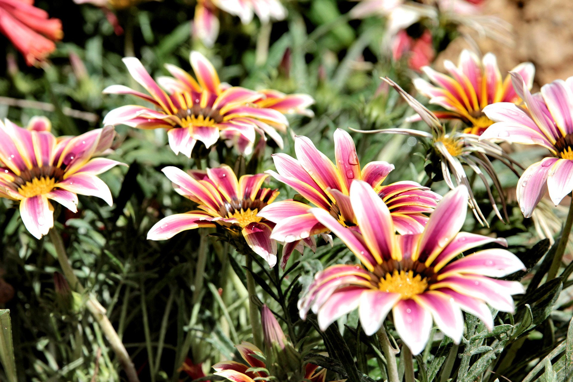 Sunshine Chrysanthemum Seeds