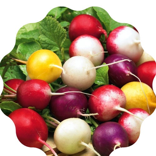 🥕30 Days Results – Mixed🥕 Colorful Radish Seeds(4g per pack)