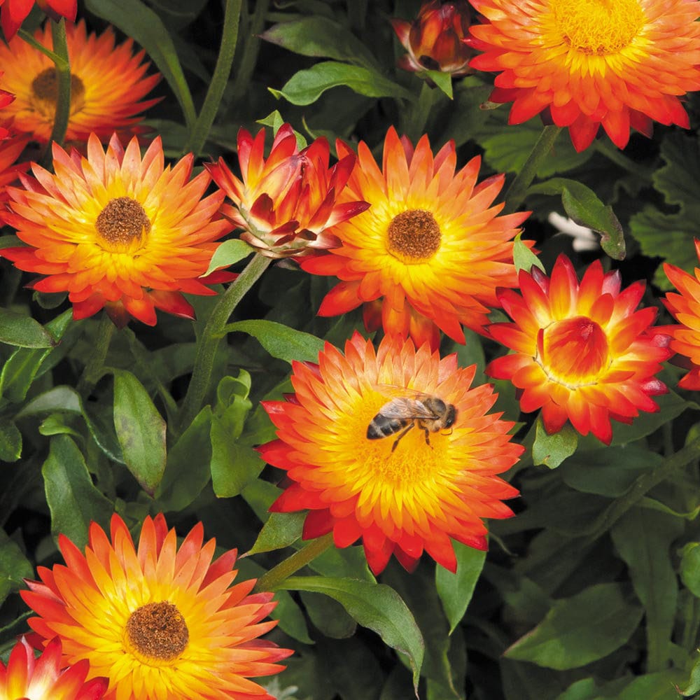 Strawflower Seeds Xerochrysum Bracteatum