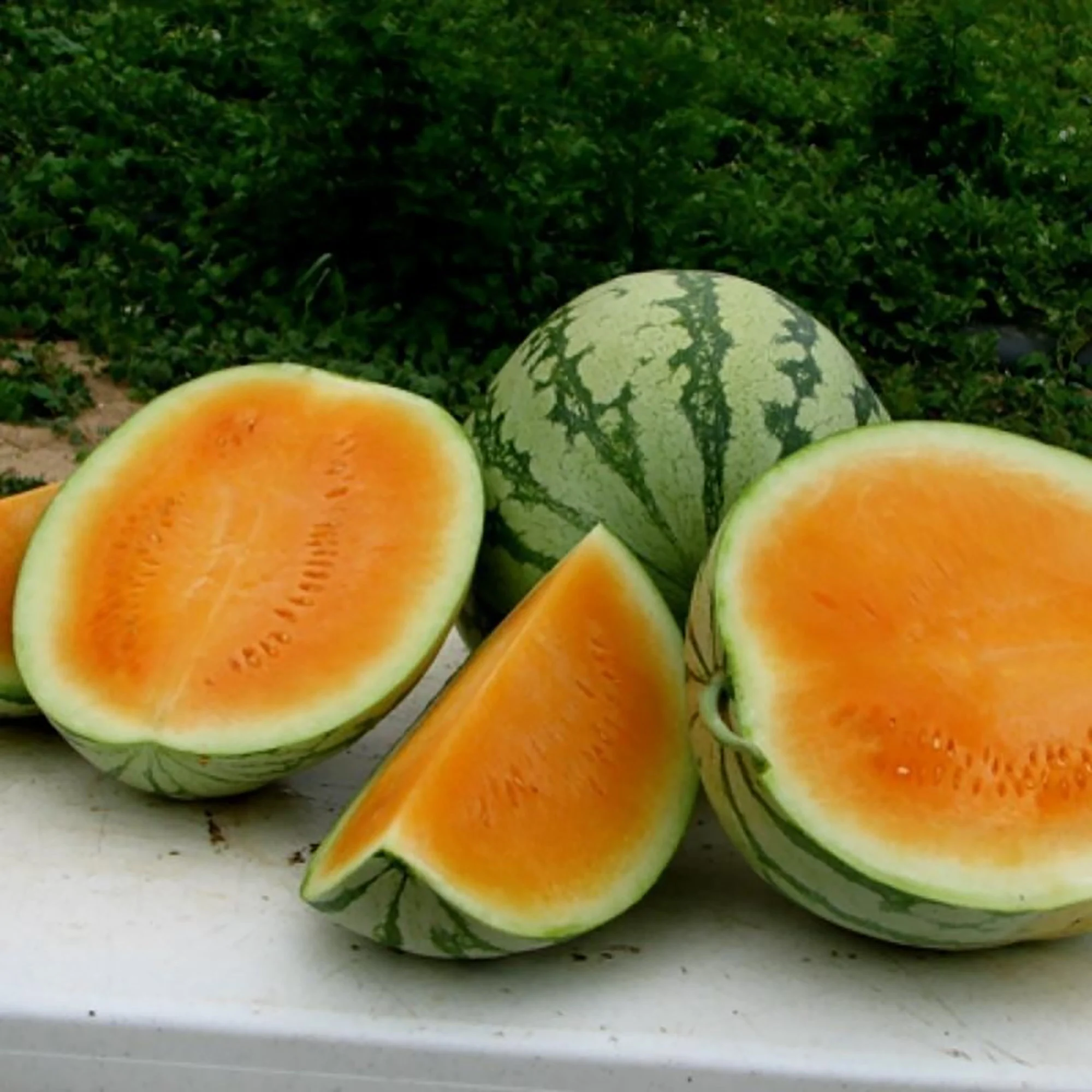 Orange Tendersweet Watermelon Seeds