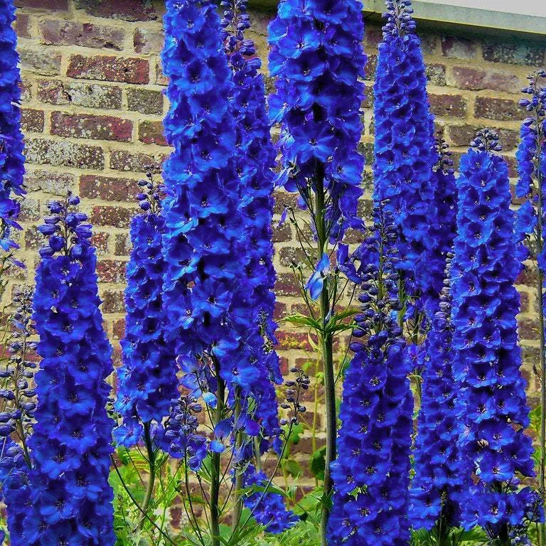 💙Blue Buccaneers Delphinium Seeds