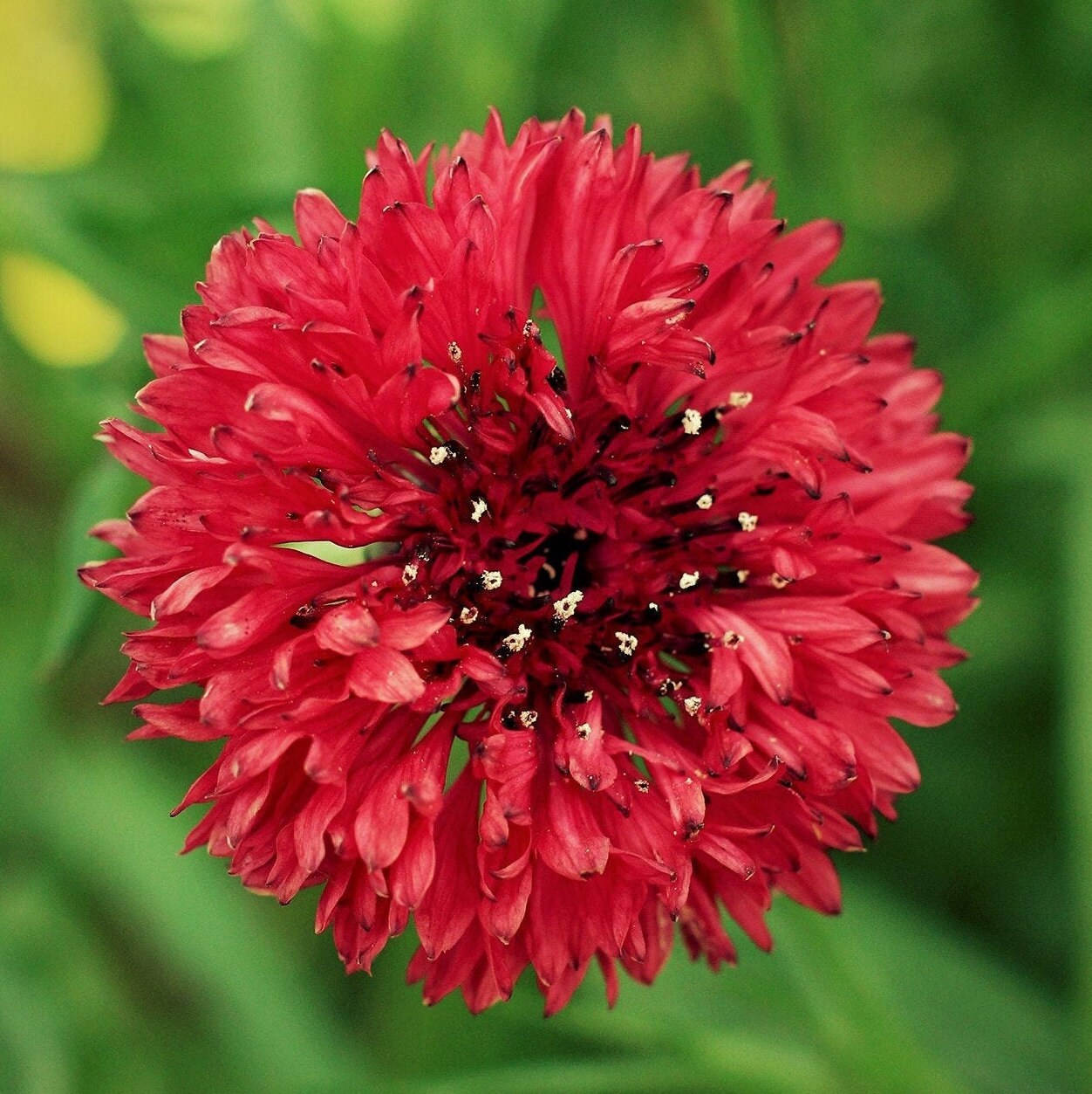 🔥50% Off💙✨Blue Cornflower Seeds