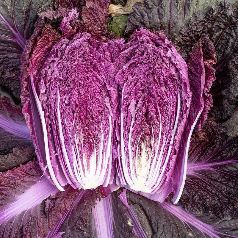 🥬 Purple Napa Cabbage Seeds – Bold Color, Fresh Flavor!