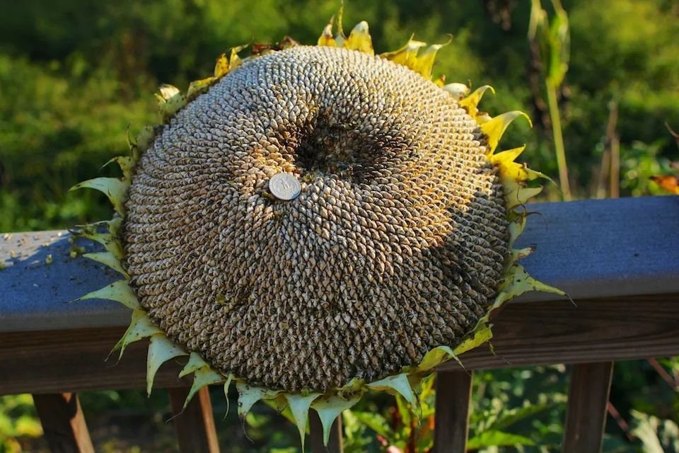 Mammoth Sunflower - Etsy