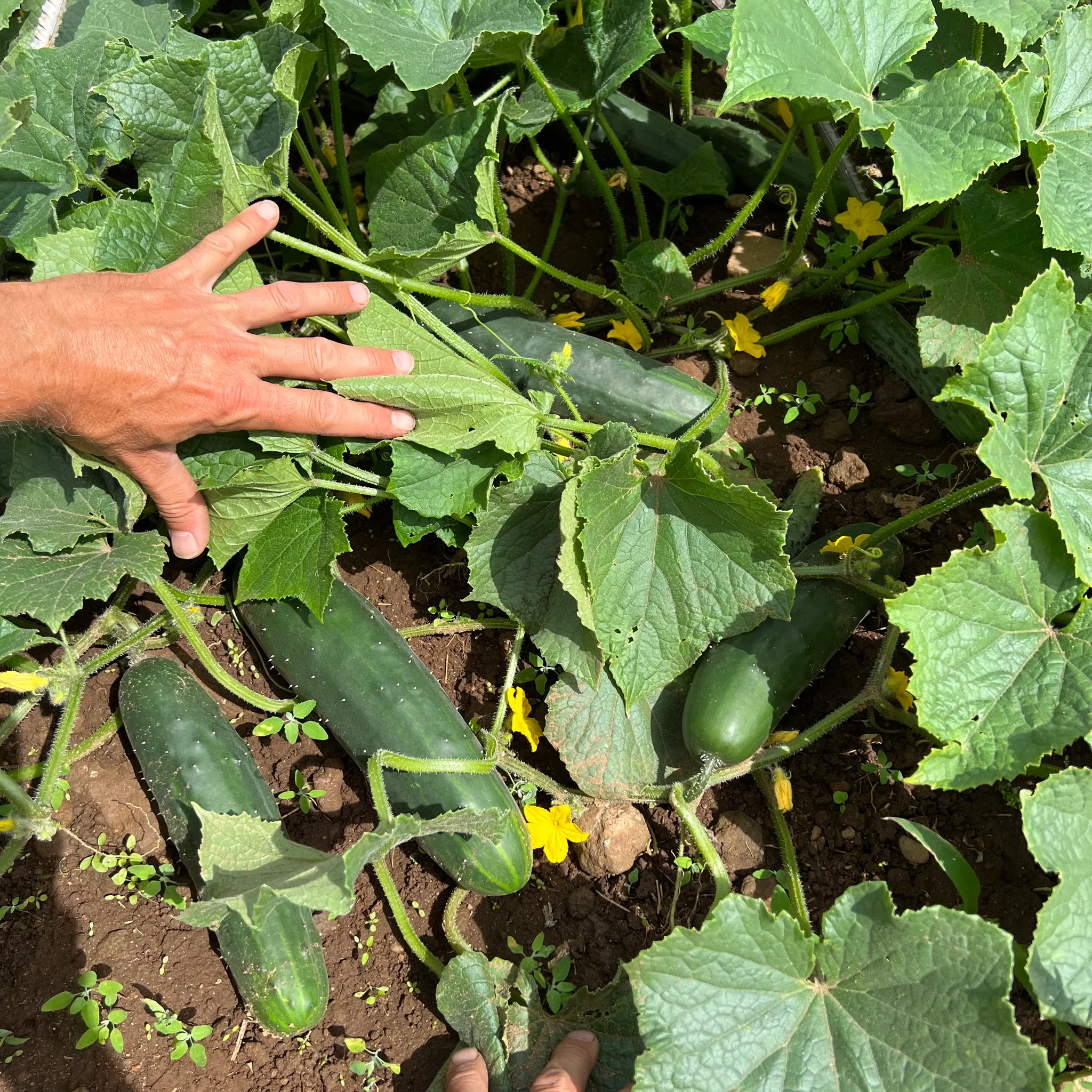 🥇Top Disease-Resistant Variety 🥒 Marketmore 76 Cucumber Seeds