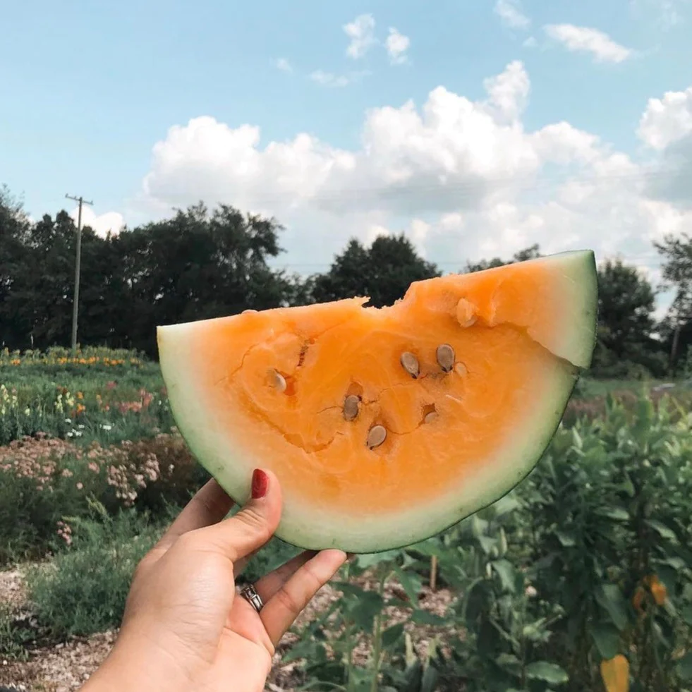 Orange Tendersweet Watermelon Seeds