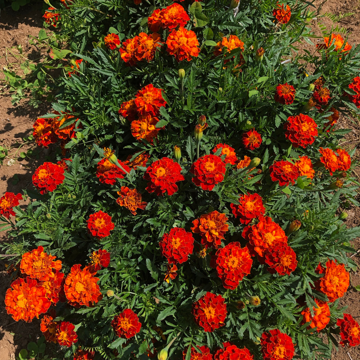 Rare Flower Plant Seeds 200+ Marigold Seeds - Queen Sophia